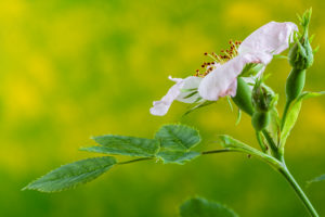 Dog rose, rosehip, flowered Dog rose, rosehip, flowered